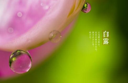 花之舞苹果版
