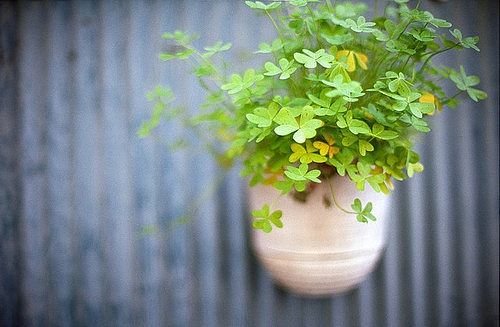 虎扑