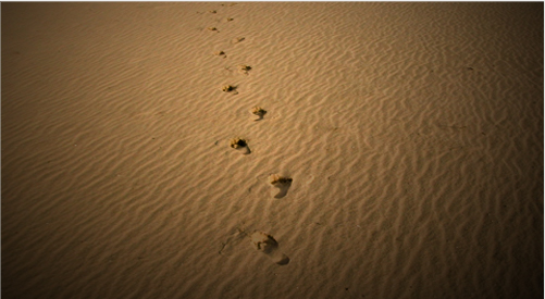 adobe encore cs6汉化补丁