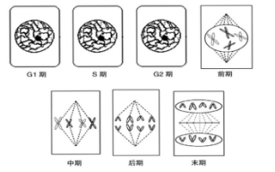 Kaiyunapp安卓版二维码