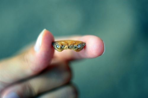 dhy大红鹰appV8.5专业版