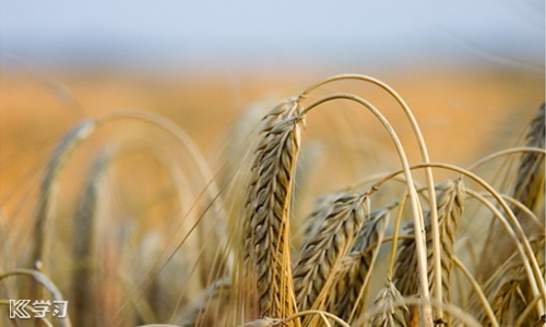 外围滚球appapp安卓版二维码