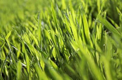 set.betappV4.4专业版