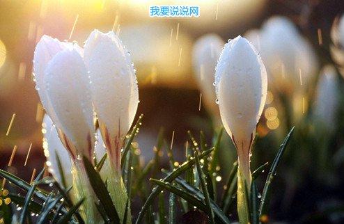 贵州药材APP
