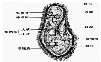 凯旋国际app2025最新版家园经营画面