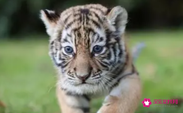 体育app2025版本节目编排与笑料组合界面