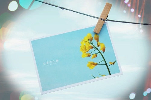 贵州药材APP