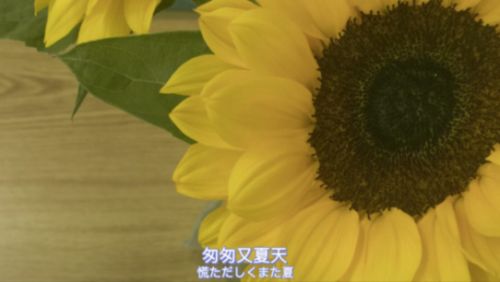 贵州药材APP