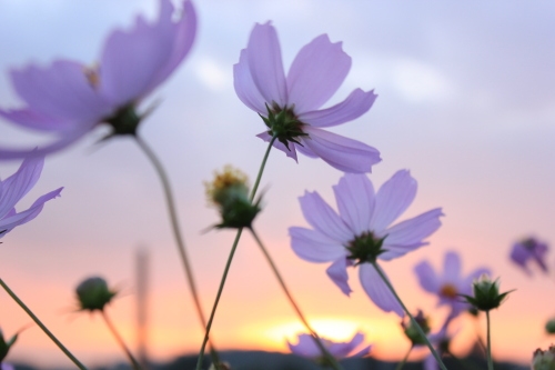 kaiyun登录入口登录app下载安卓版二维码