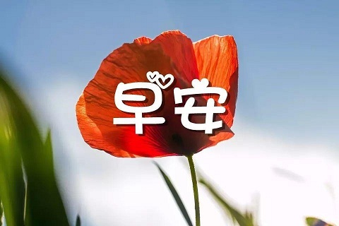 愤怒的小鱼HD