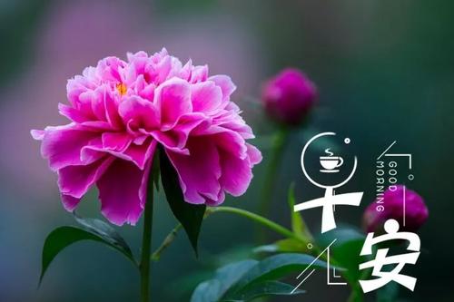 坦克大战共和国之辉多种坦克阵容展示