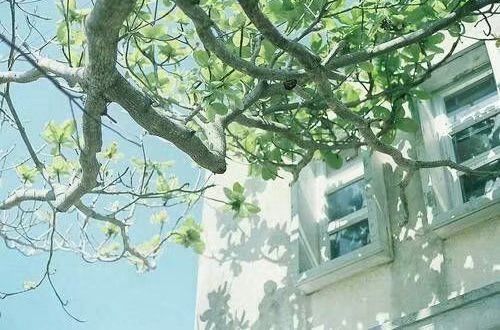 麦当劳优惠券完美版