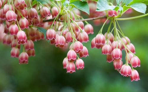 bandao官网
