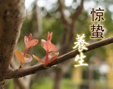 播九app