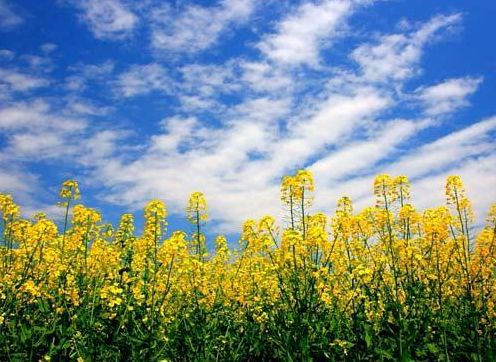 开云kaiyun官网最新动态游戏记忆碎片收集品界面
