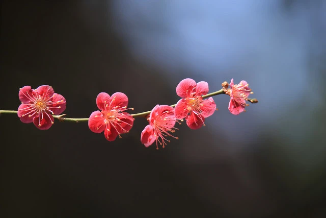铁甲钢拳：世界机器人拳击