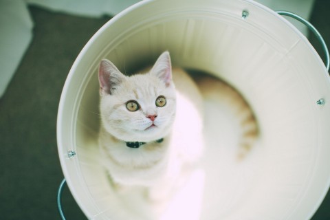 新澳门京葡登录安卓版二维码