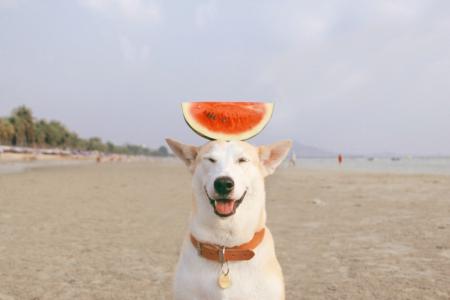 贵州药材APP