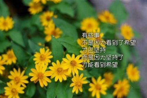 kaiyunapp最新版本下载V3.8专业版