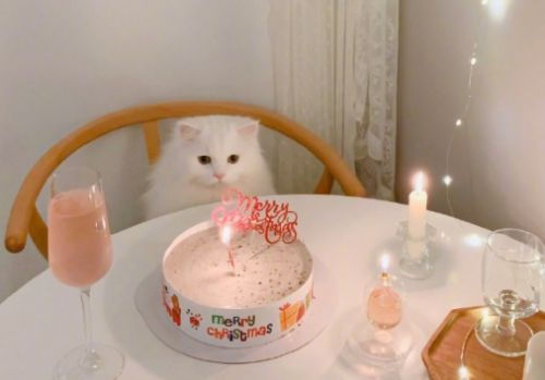 新巴黎人APPV7.7专业版