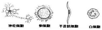 eman安卓版