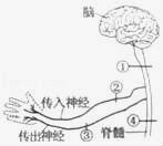 uedbetAPP下载安卓版二维码