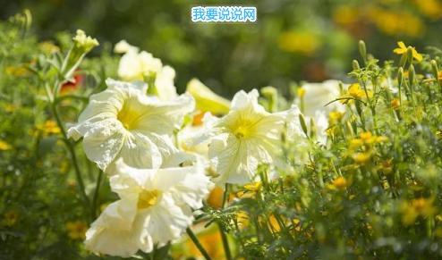 河南汽车维修平台APP