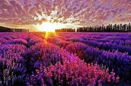 FH凤凰体育appV3.5专业版