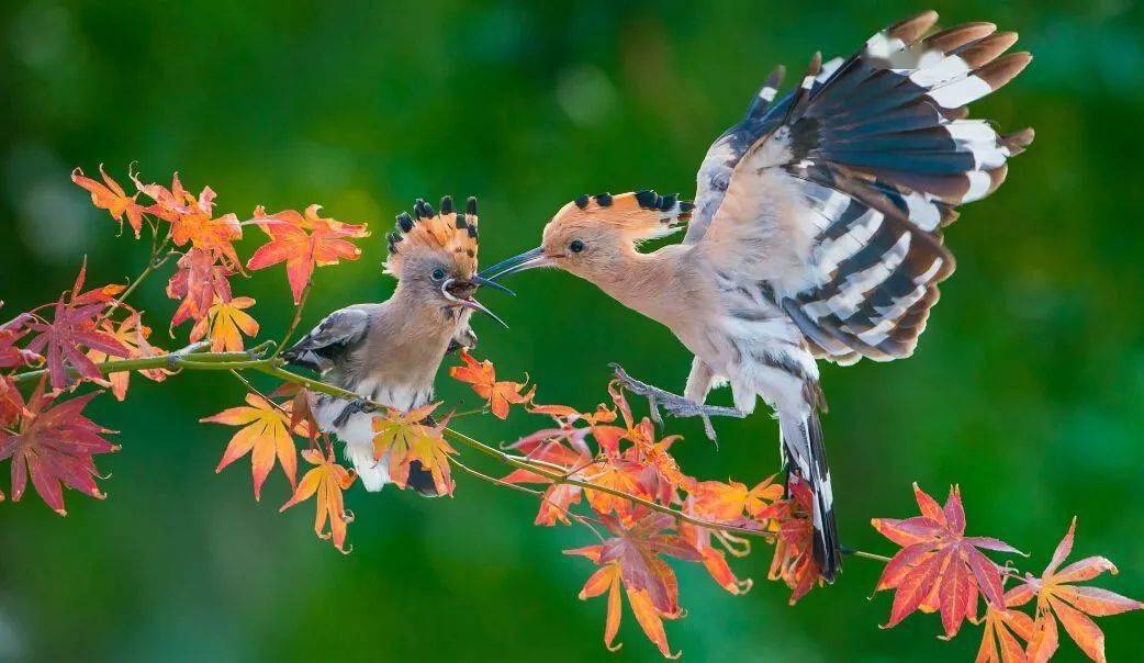 壹定发appV6.1专业版