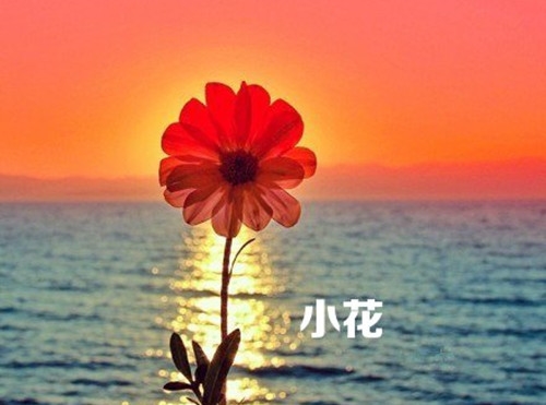 宠物洗剪吹