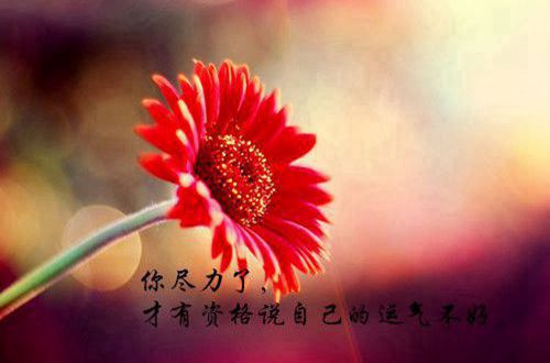 贵州药材APP