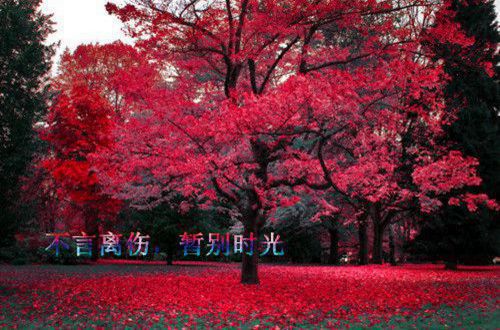 交管12123