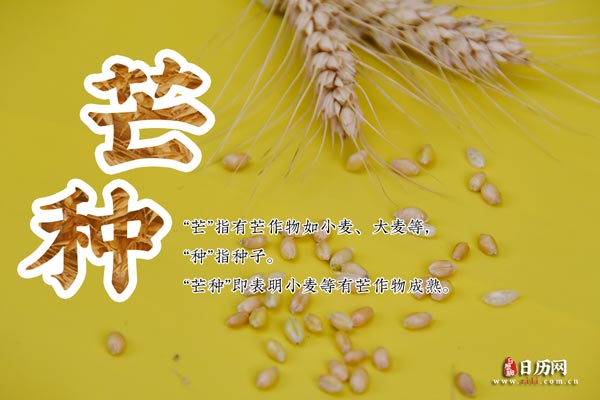 SVG矢量图形编辑系统