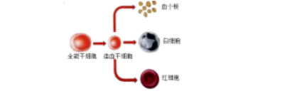 贵州药材APP