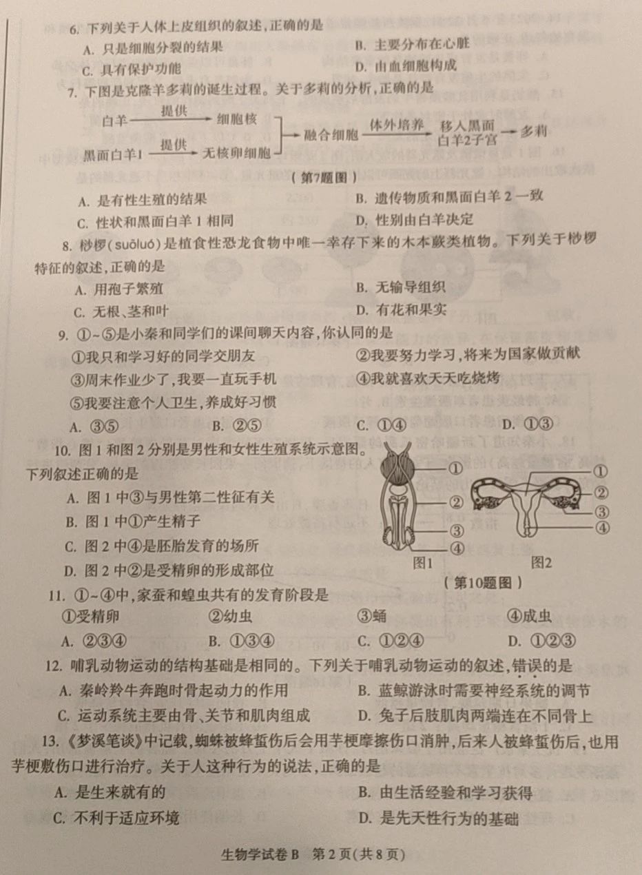 岩石奔跑者
