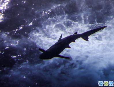 开云网页版在线登录app