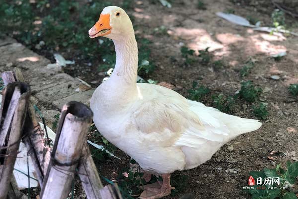 贵州药材APP