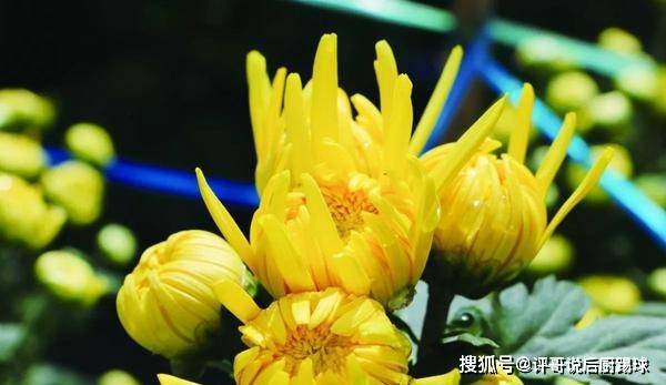 河南汽车维修平台APP