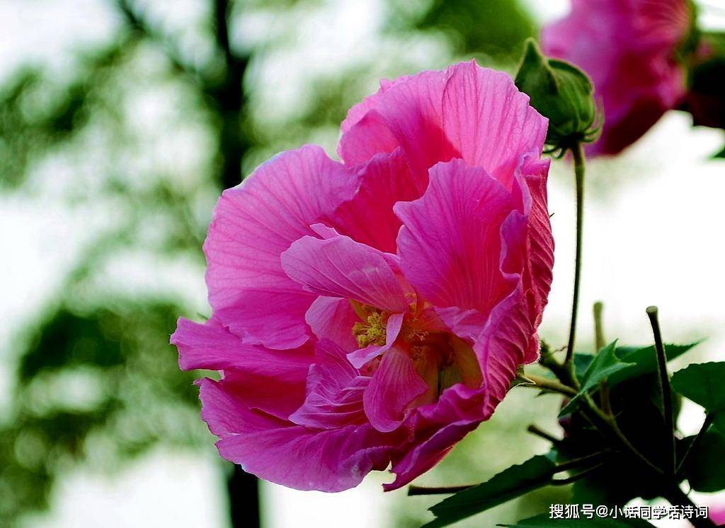 大咖娱乐app安卓版二维码