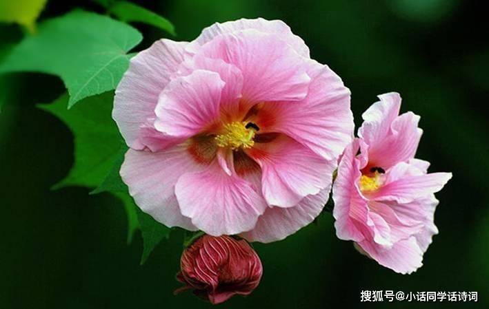 体育比赛投注AppappV8.5专业版