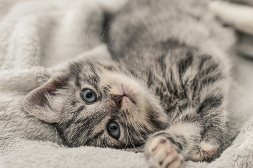 彩宝网app安卓版二维码