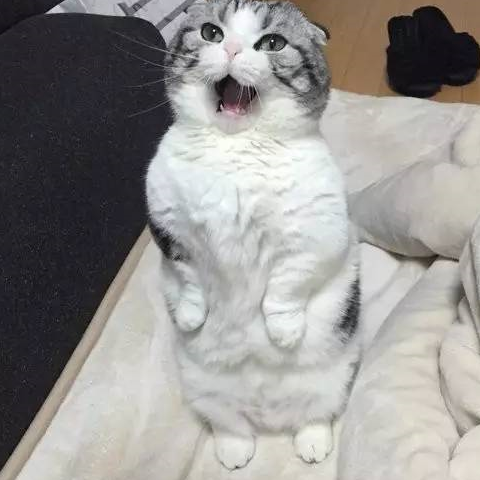 云开体育app最新下载V4.8专业版