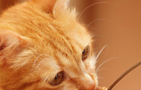 yaboapp456注册V2.5专业版