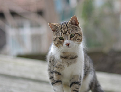 开云官方地址安卓版二维码