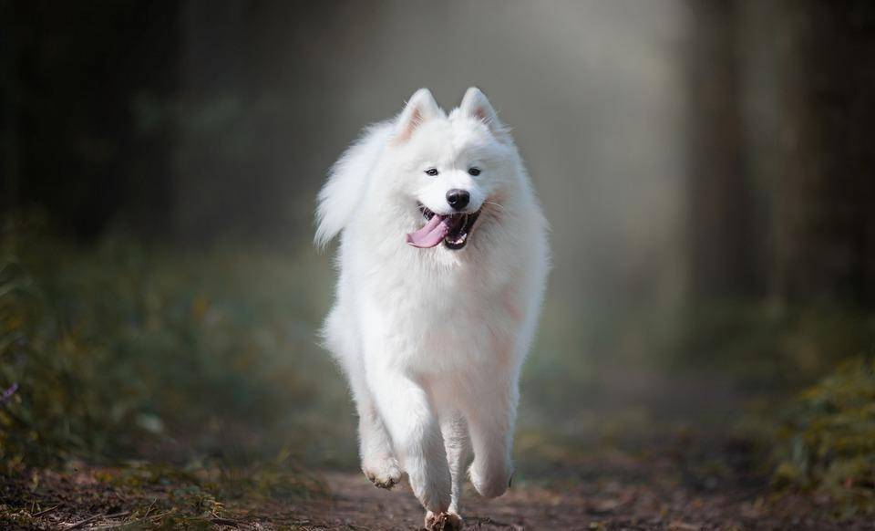 phpLight(LightTPD+PHP套件)