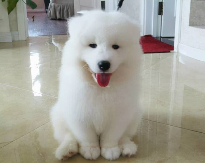 360手机卫士ios版