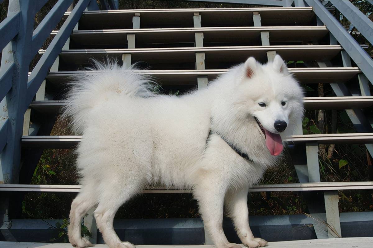 行尸走肉背叛新版本新增地图与天气效果