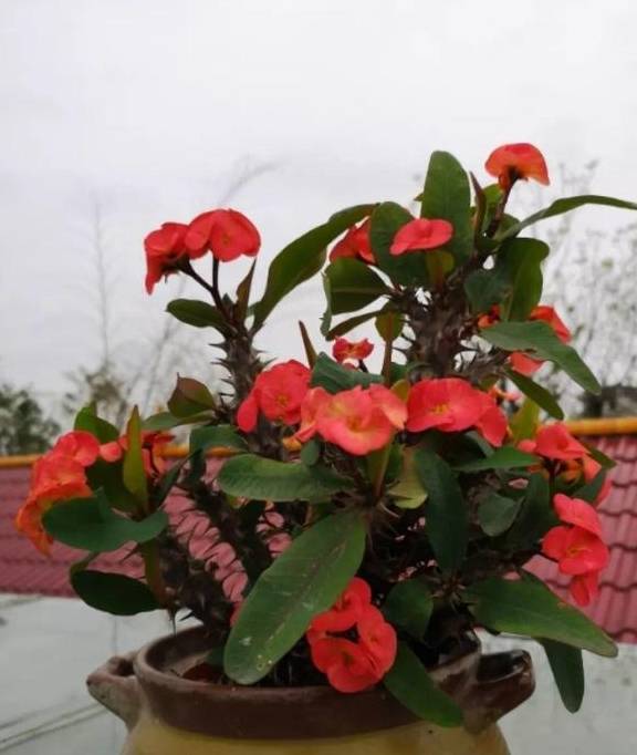 idoo Private Disk(磁盘加密工具)