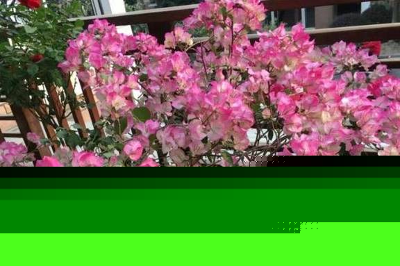 彩票APPappV3.3专业版