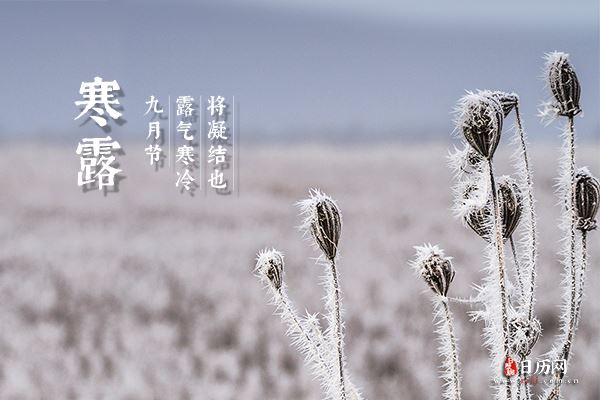 威新蒲京appV6.3专业版